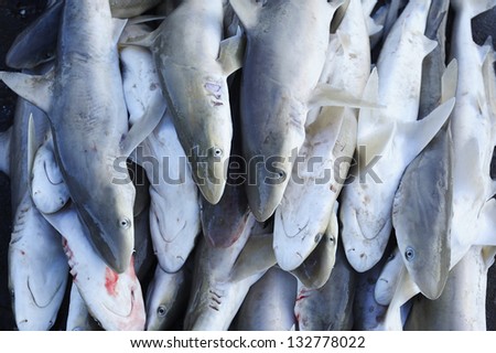 Dead sharks at fish market - shark fin