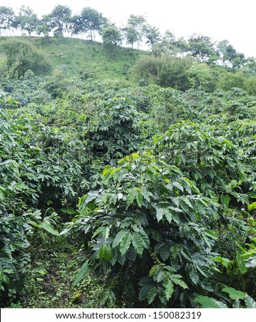 coffee plant - coffee trees