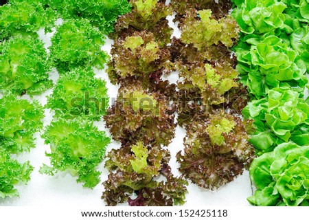 Hydroponics - Soilless Culture - Vegetable - frillice - red coral - butter head