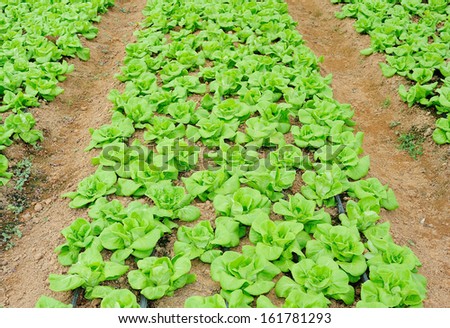 butter head lettuce - butter head lettuce farm - vegetable for salad