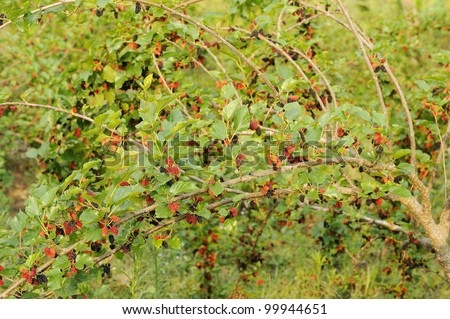 Fresh mulberry berries on tree - Fresh mulberry - mulberry tree