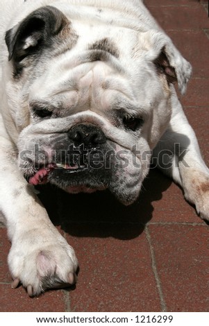 white bulldog laying down tongue out