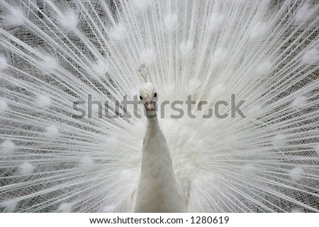 white peacock with feathers fanned out