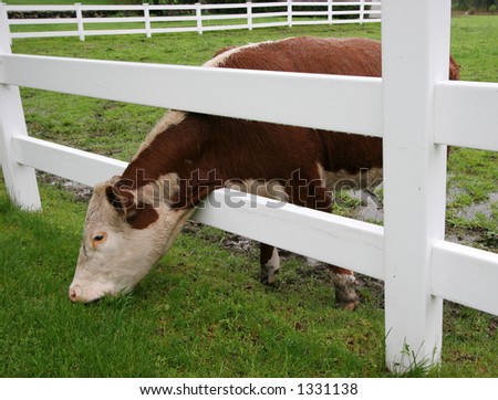 cow reaching through fence eating grass