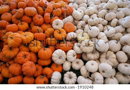 orange and white mini pumpkins