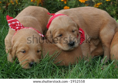 adorable golden retriever puppies
