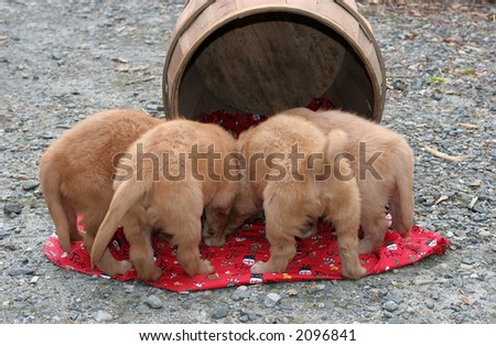 four golden retriever puppies\' backsides