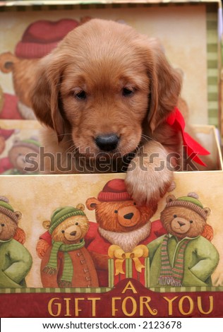 adorable golden retriever puppy in holiday gift box
