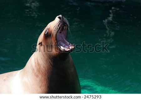 sea lion roaring