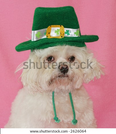 adorable maltese dog with St. Patrick hat