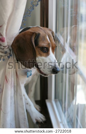 beagle dog looking out window