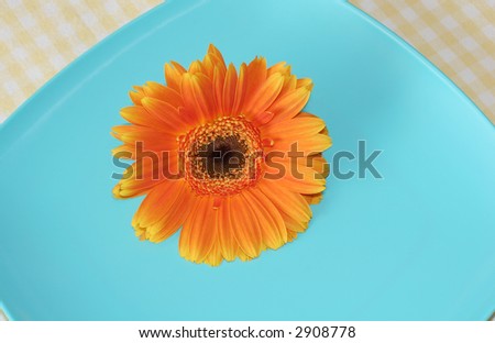 orange daisy on turquoise plate