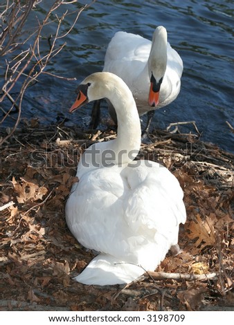 two swans; female sitting on nest