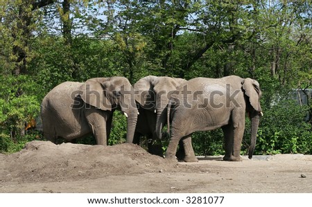 three african elephants