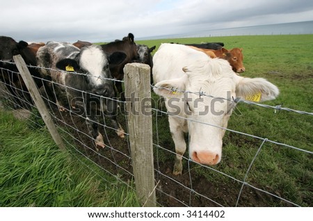 cows behind fence