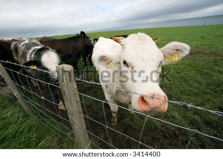 cows behind fence