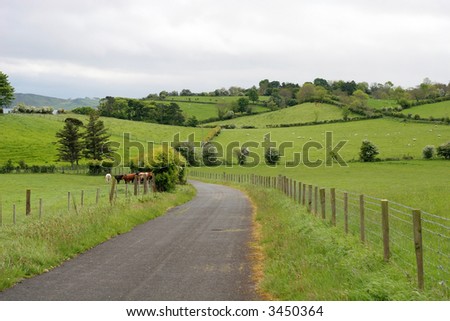 country road surrounded by lush land