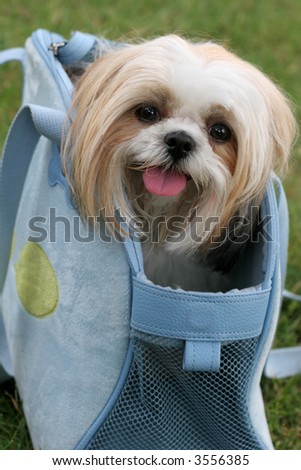 adorable lhasa apso dog in carrier