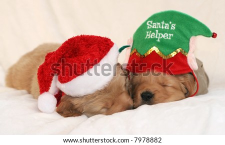 two adorable golden retriever puppies with santa hat and santa\'s helper hat