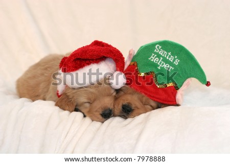 two adorable golden retriever puppies with santa hat and santa\'s helper hat
