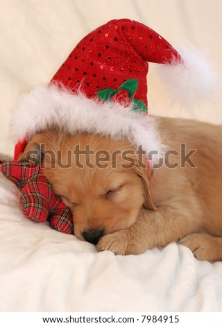 adorable golden retriever puppy sleeping with santa hat, leaning on plaid toy