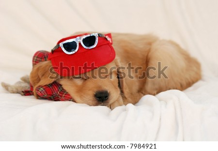 adorable golden retriever puppy with visor and sunglasses, sleeping