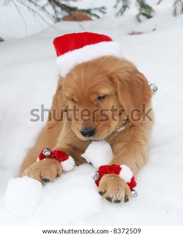 adorable golden retriever puppy with santa hat sitting in hole in snow with snowball