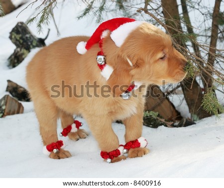 adorable golden retriever puppy with santa hat,collar and anklets in snow smelling tree