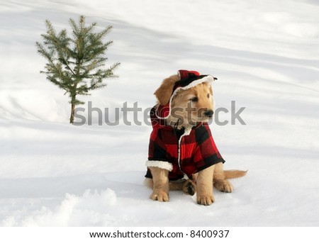 adorable golden retriever puppy in plaid hat and coat sitting on snow near small tree