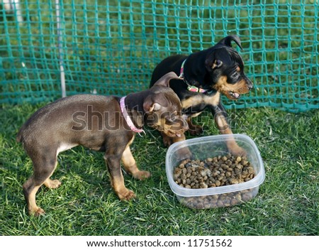 two adorable miniature pinscher puppies in enclosed area with bowl of food