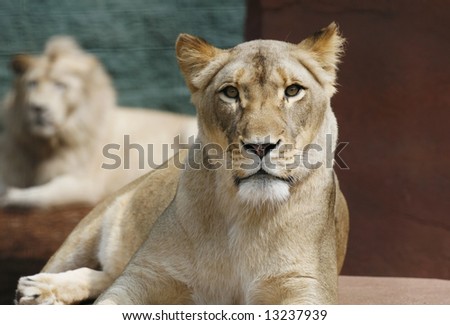 white lioness with male lion in background