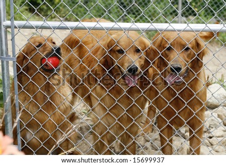 three golden retriever dogs behind chain link fence