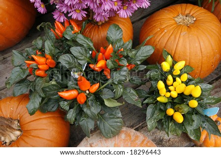 autumn display with pumpkins and fall plants