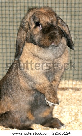 adorable lop earred rabbit standing with paws crossed