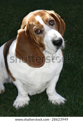 adorable basset hound with head cocked