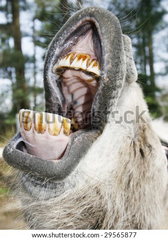 donkey with open mouth showing teeth and gums