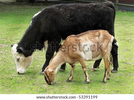 cow and goat grazing together