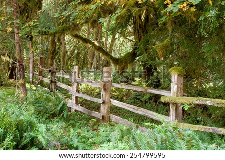 Mystic Rain Forest with Old Fence