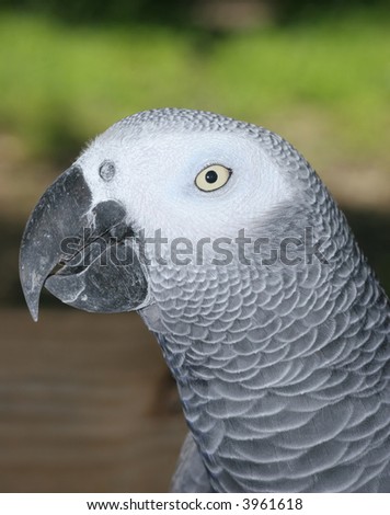 Beautiful African Gray Parrot bird