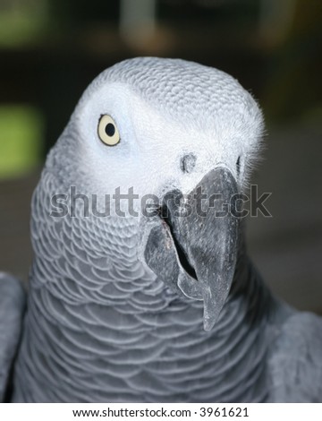 Close-up of African Gray Parrot bird