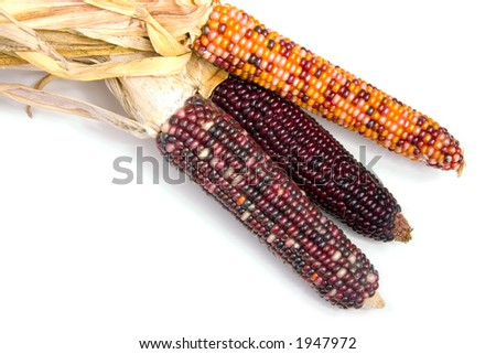 Three ears of Indian Corn shot over white