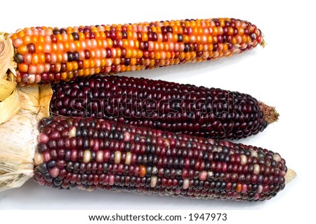 Three ears of Indian Corn shot over white
