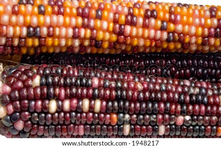 Three ears of Indian Corn detail