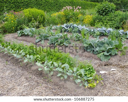 Vegetable garden with leafy greens