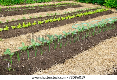 Kitchen Garden with seedlings and young greens