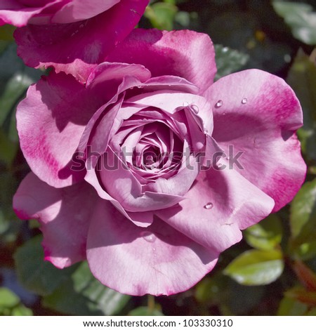 dark pink rose, floral background