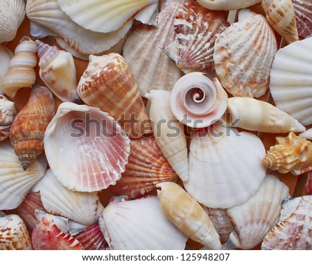 Variety of colorful sea shells closeup, marine background