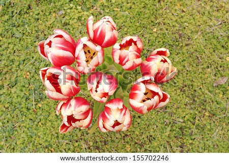 red white tulips bouquet on green grass background