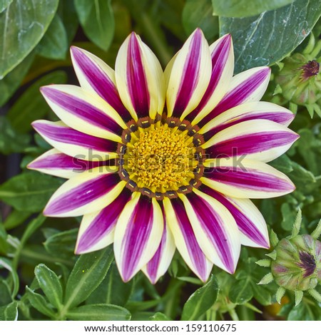 pale white and violet colored tiger gazania flower