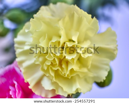 yellow carnation flower closeup, natural background